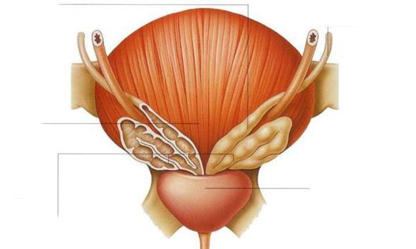 anatomia da próstata